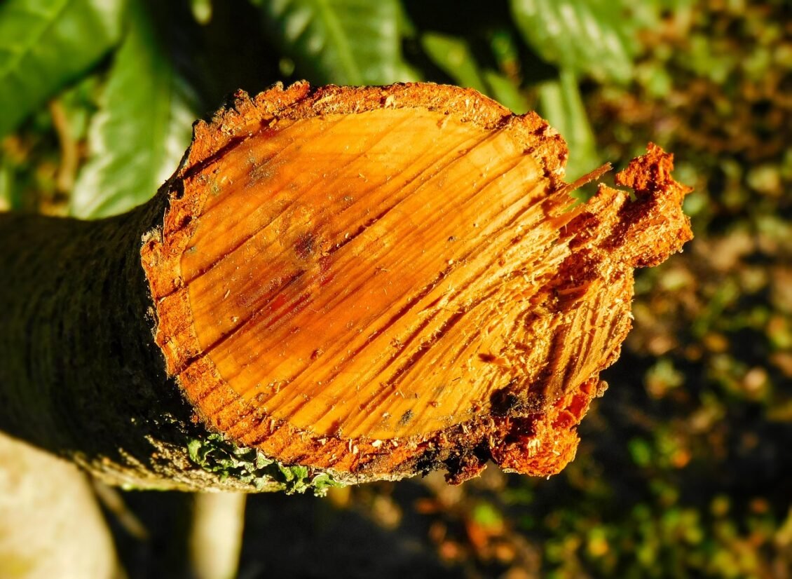 houtsoorten Thailand voor meubels en woondecoratie