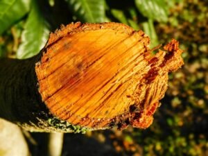 houtsoorten Thailand voor meubels en woondecoratie