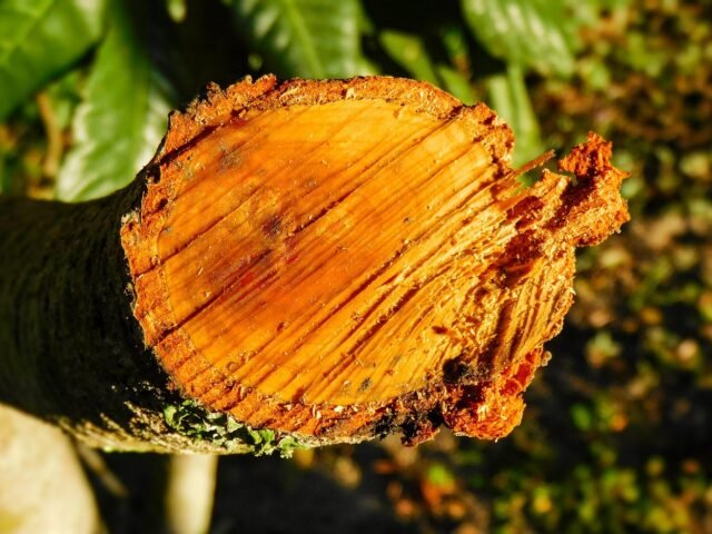 houtsoorten Thailand voor meubels en woondecoratie